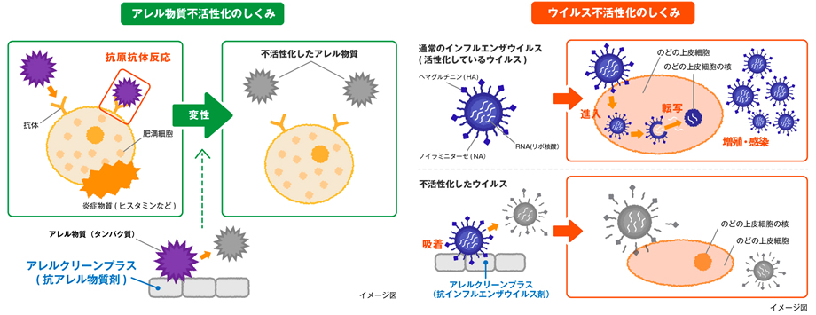 ウィルス不活性化の仕組み・アレル物質不活性化のしくみ