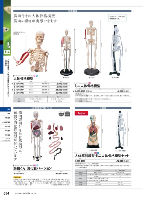 人体骨格模型　85cm　1/2サイズ