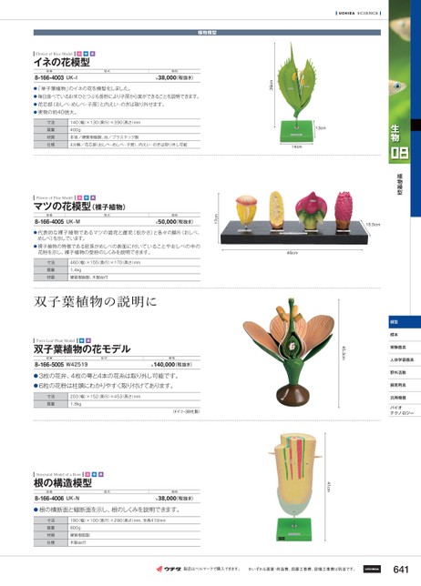 市販 鈴盛オンラインショップ裸子植物 松の雌雄花 模型 上野科学社 130-030-01